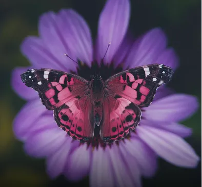 Purple butterfly